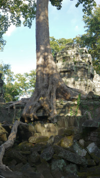 picture Angkor Thom - Swiatynie i dzungle