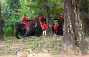 photo Angkor Elefants